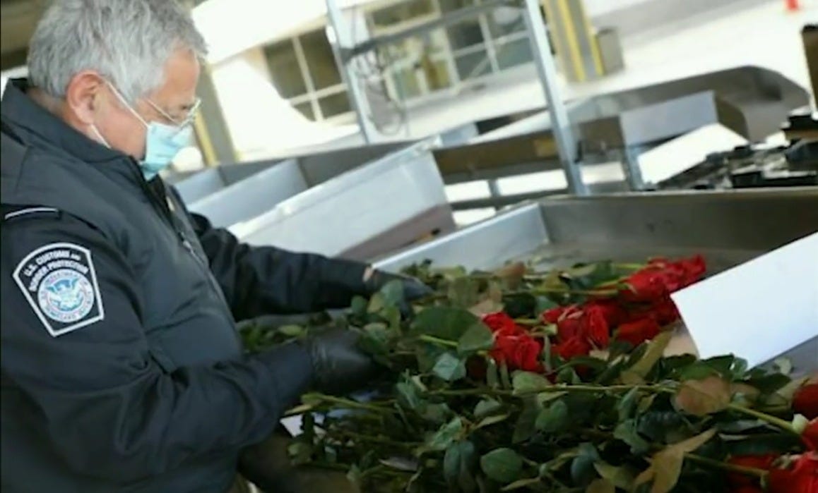 A CBP Officer inspects roses entering the country just before Valentine's Day to make sure your bouquet arrives free of pests. A CBP Officer inspects roses entering the country just before Valentine's Day to make sure your bouquet arrives free of pests.