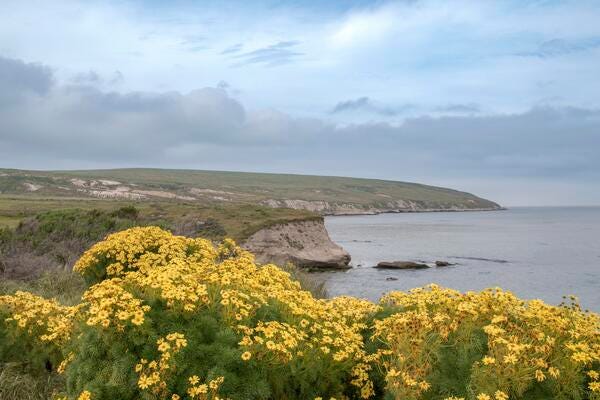 Large, daisy-like flowers grow on a bluff above the ocean