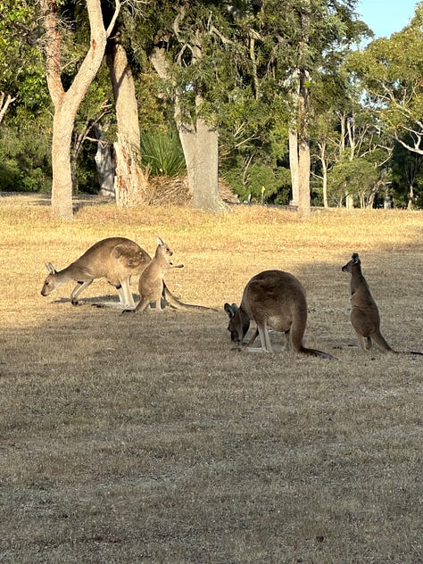 Australia wildlife