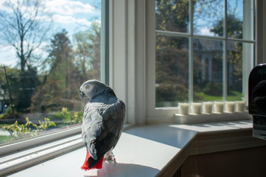 Avoid window collisions inside your home