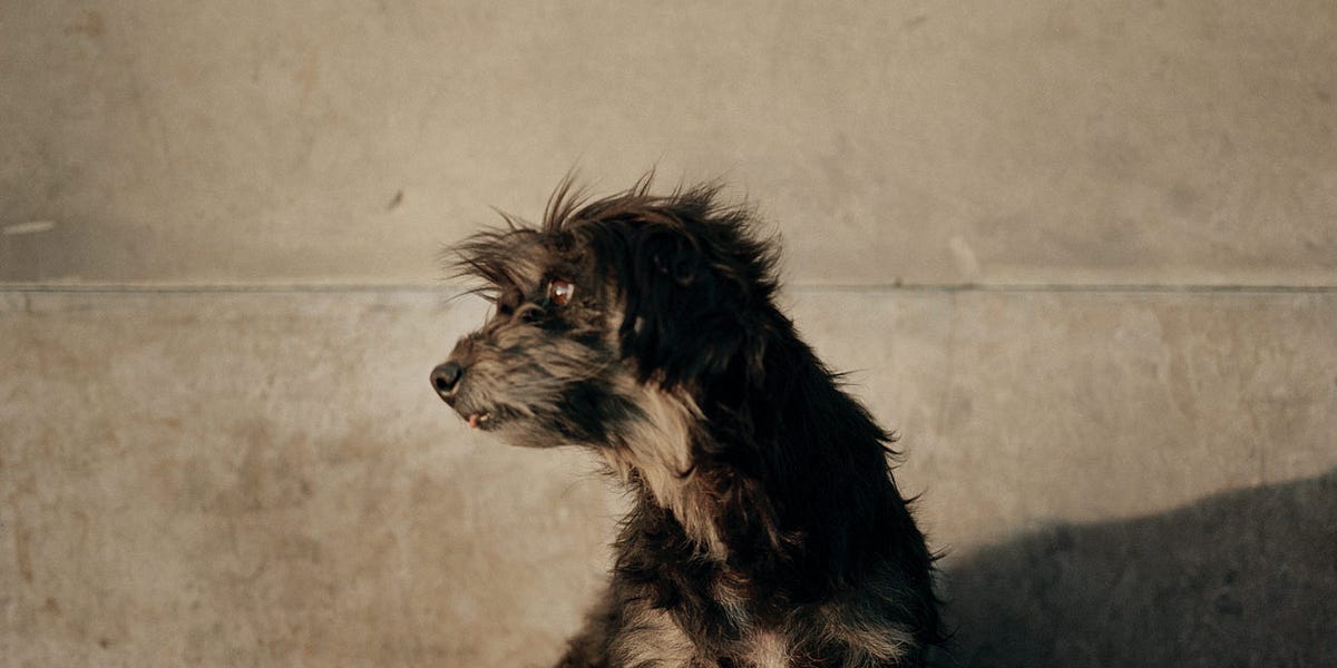 Alec Soth　写真集 Dog Days Bogota Dog Days, Bogotá • Alec Soth • Magnum Photos