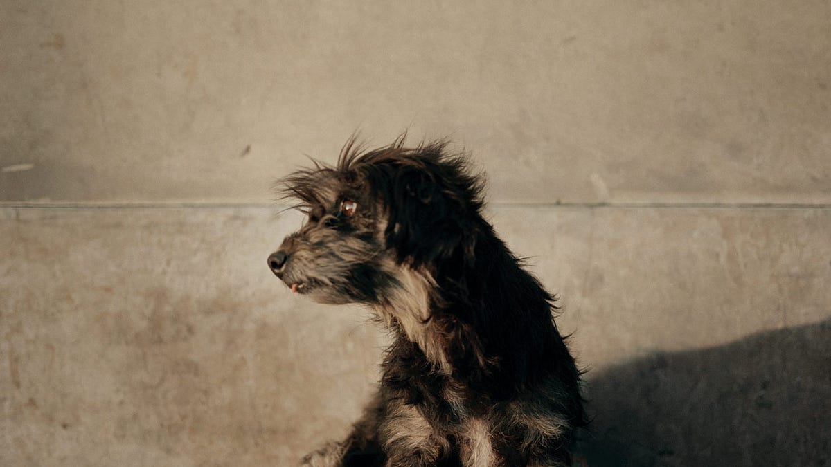 Alec Soth　写真集 Dog Days Bogota Dog Days, Bogotá • Alec Soth • Magnum Photos