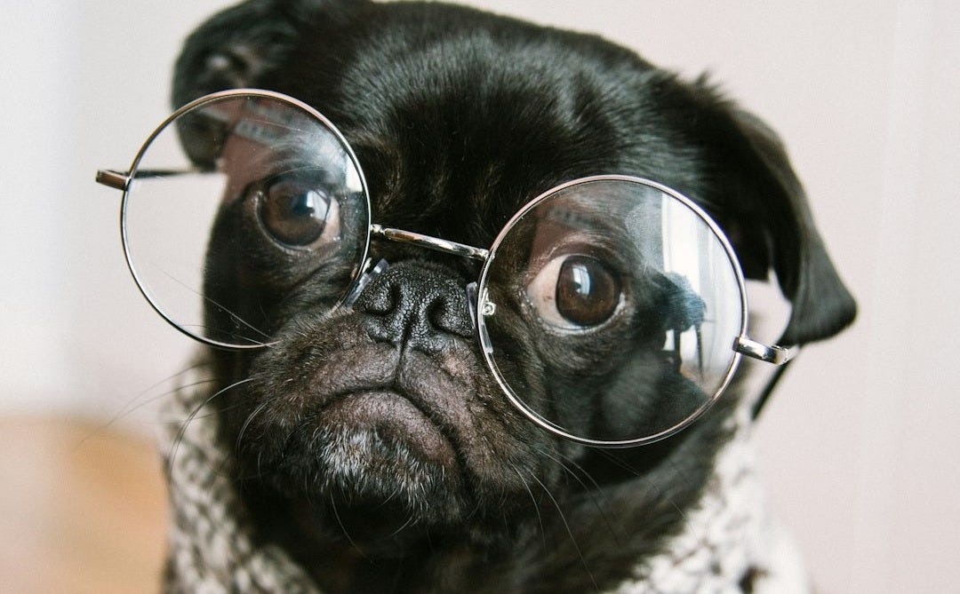 adult black pug adult black pug