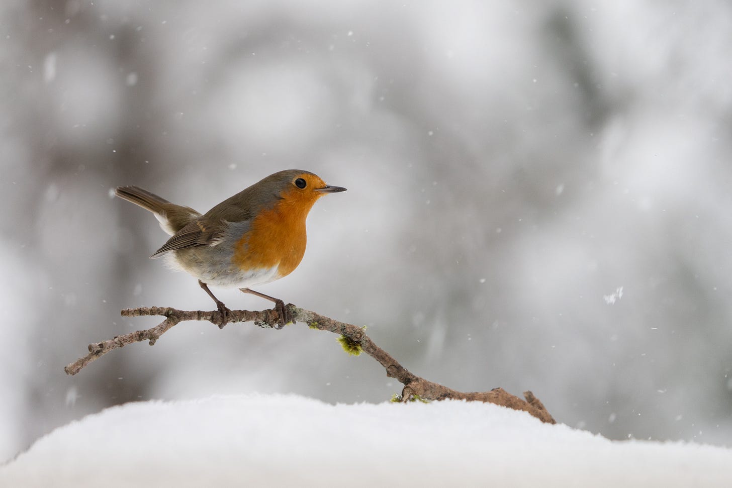 A small brown bird with a bright orange chest on a twig in the snow A small brown bird with a bright orange chest on a twig in the snow