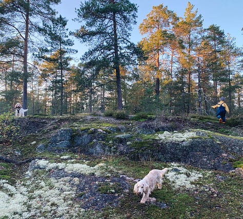 dogs in forest sipoo