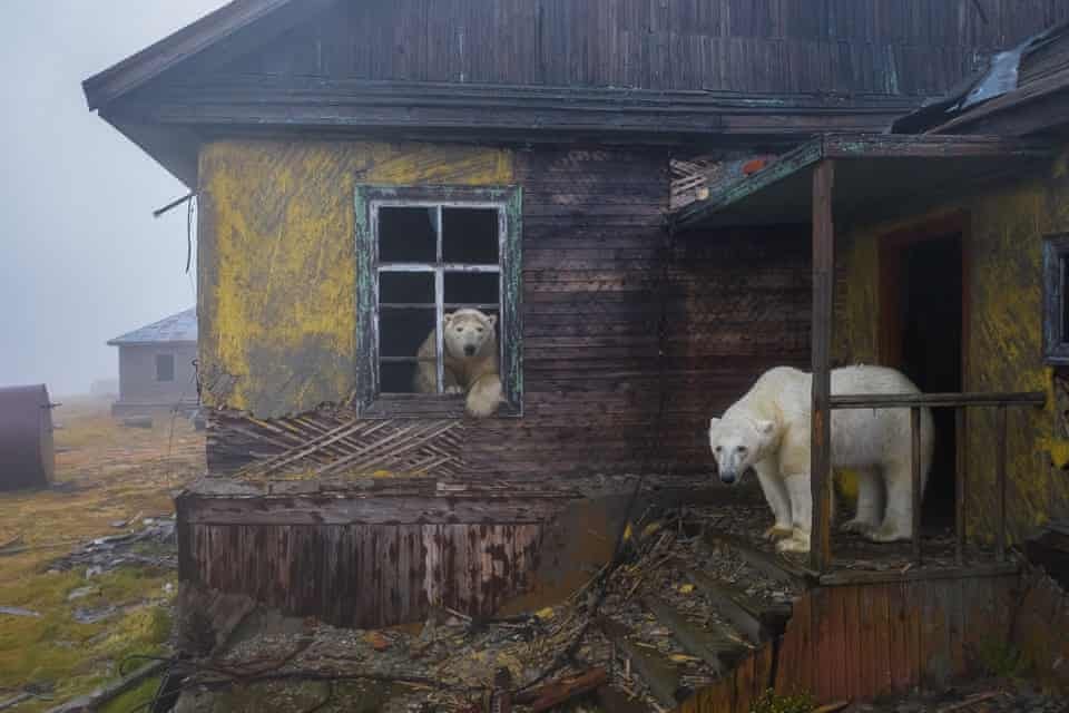 House of Bears