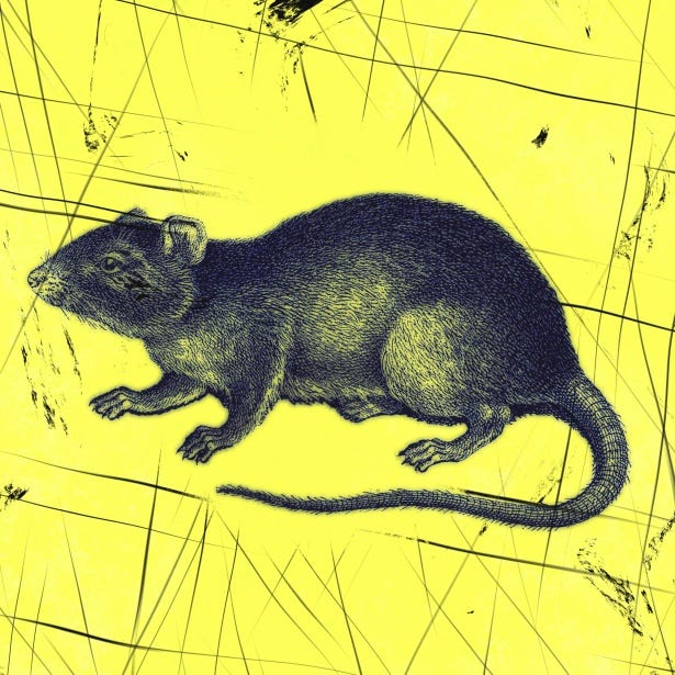 Rat Free Stock Photo - Public Domain Pictures Rat Free Stock Photo - Public Domain Pictures