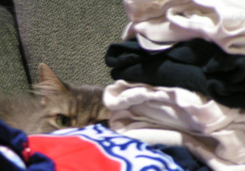 Kali_Hiding_FIreworks_Scare_Cats Kali_Hiding_FIreworks_Scare_Cats