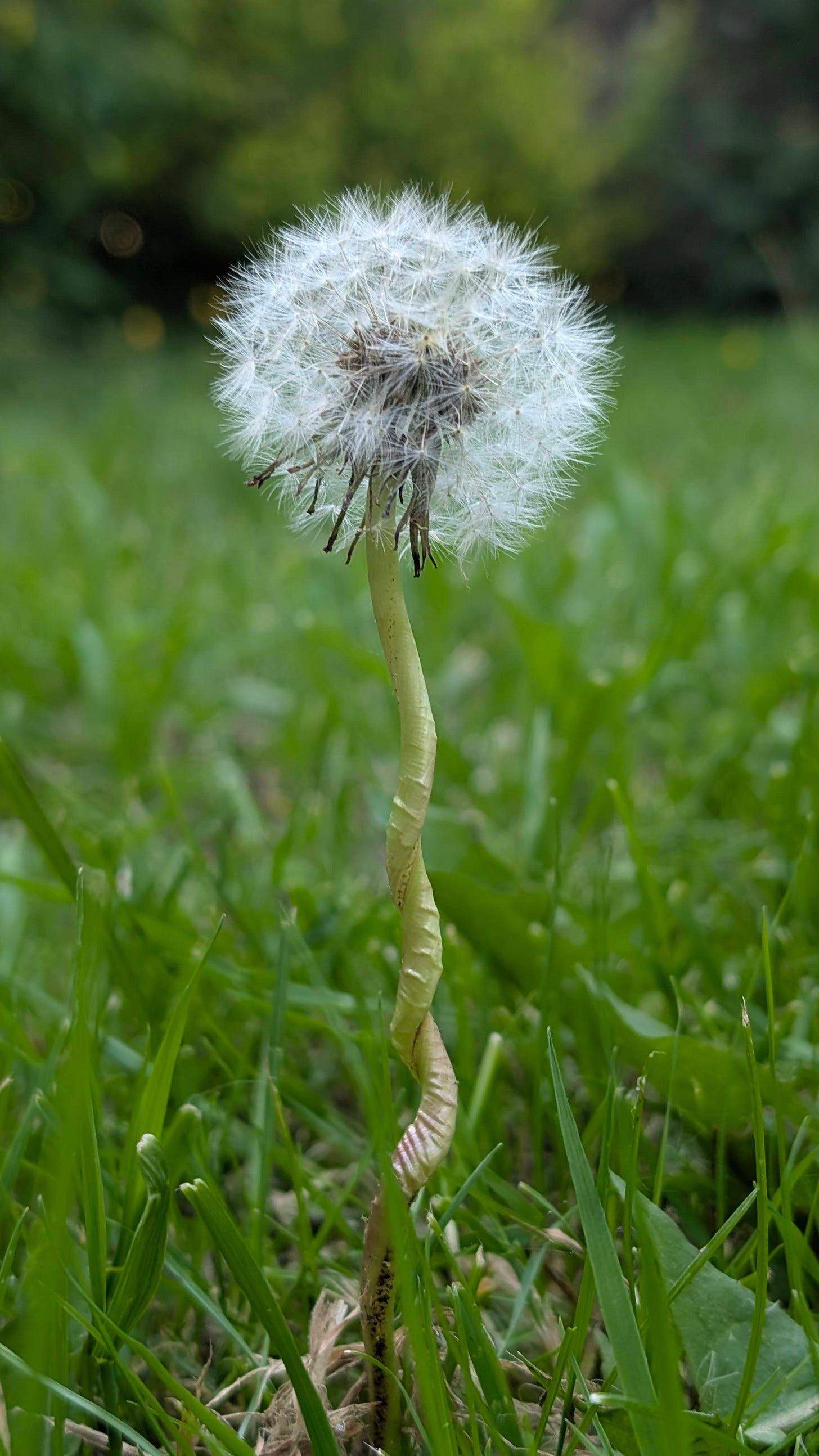 dandelion seed head with a twisted stem