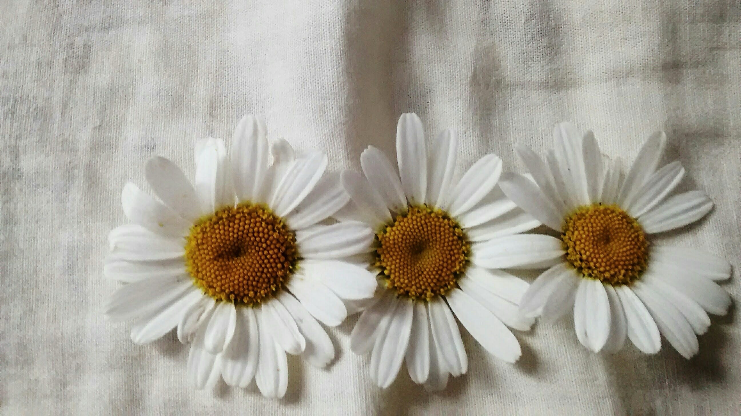 o novo tumblr e a delícia da mediocridade, image size:2592x1456