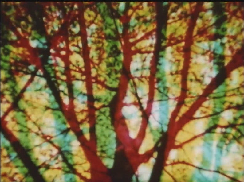 an image from Incantation; shots of a tree overlaid atop one another to create a psychedelic collage of shadow and color