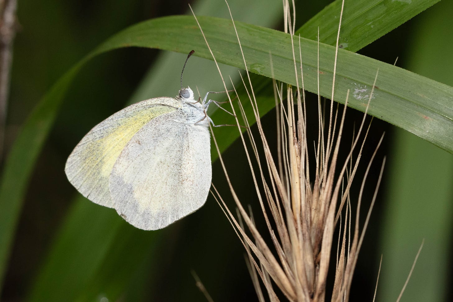 A small, pale yellow butterfly on dry grass capsules with green blades of grass in the background