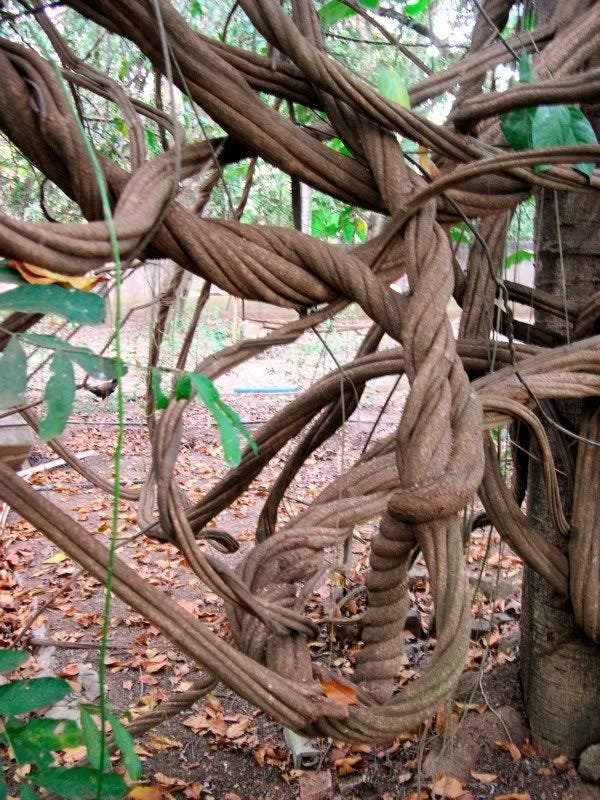 Banisteriopsis caapi flowering, producing seeds and seed sprouting, with  strain comparison - The Ethnobotanical Garden - … | Twisted tree, Unique  trees, Nature tree
