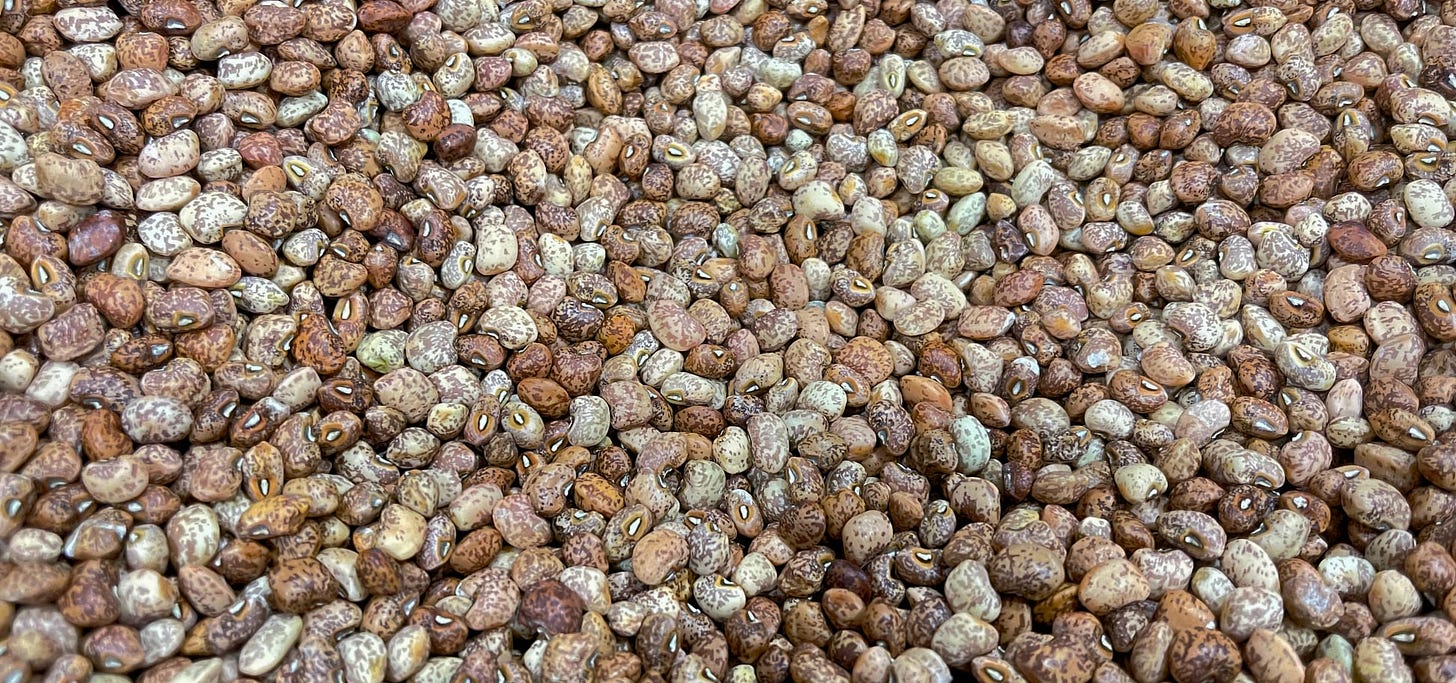 At least a hundred dried shelled beans with rich white and brown tones