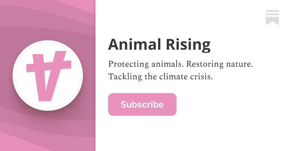 Animal Rising | Substack
