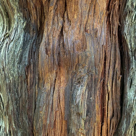 close up views of redwood tree bark and clover