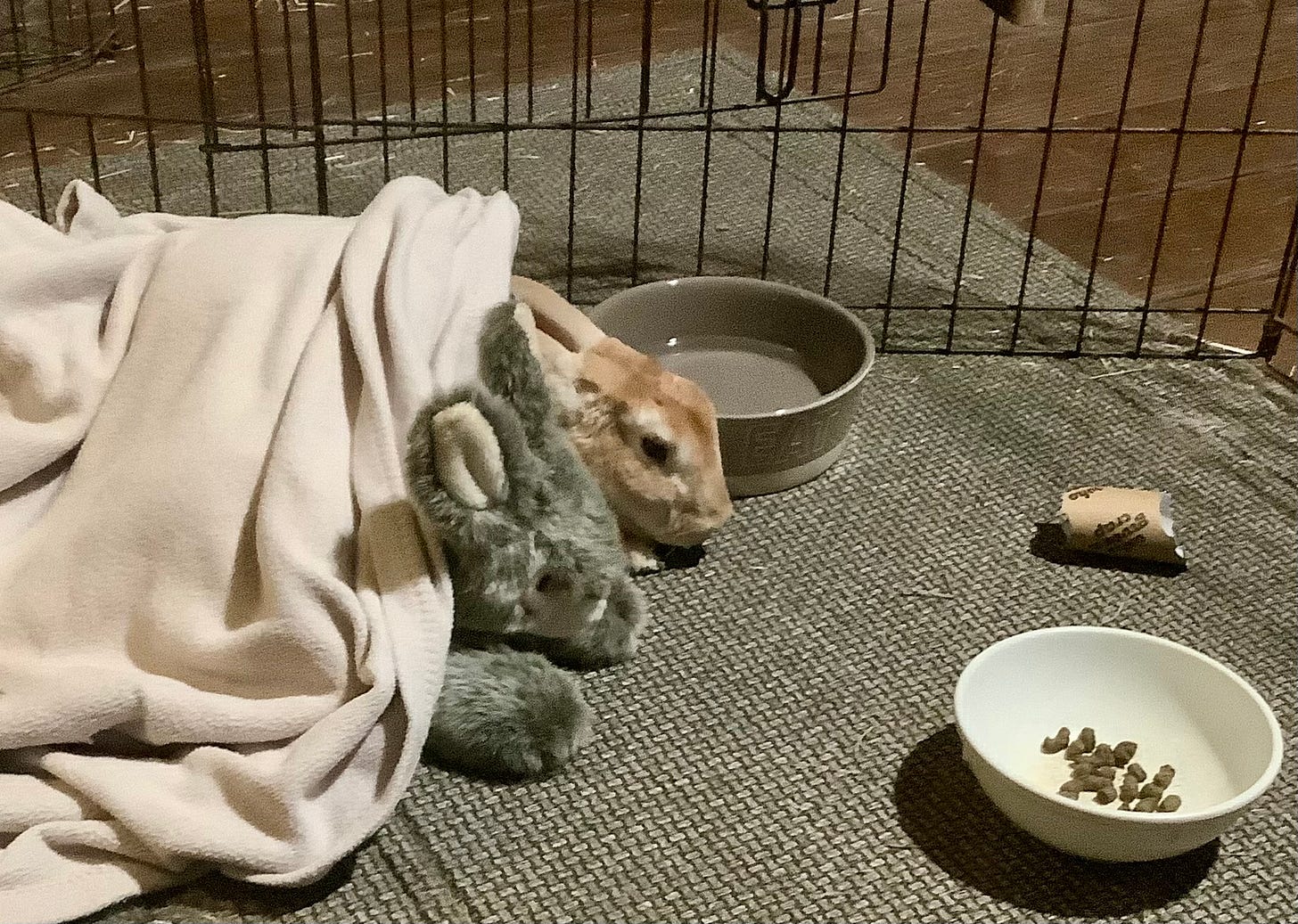 Rabbit and fake bun
