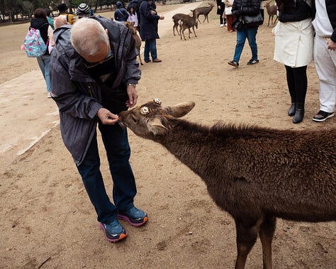 Feeding, baby deer, bowing deer