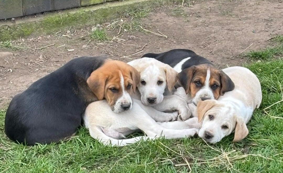 May be an image of dog