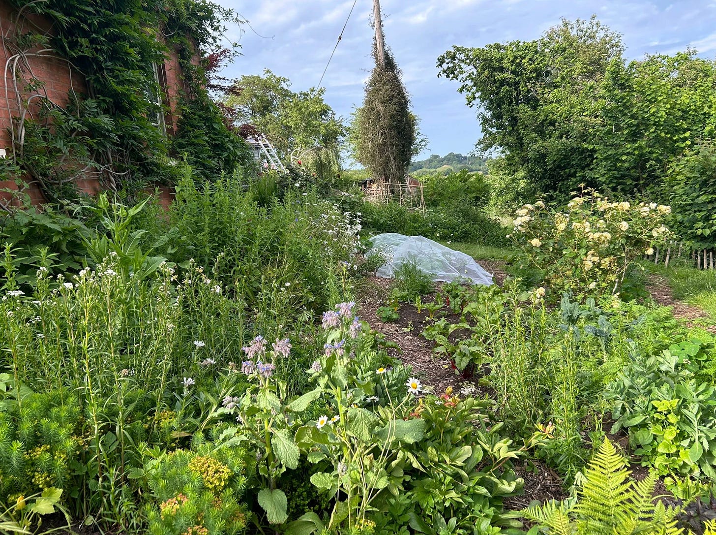 May in Abbeydore Liberty Nimmo 