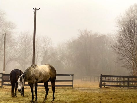 A misty morning at Little Creek Horse Farm