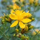 St John's Wort - Hypericum Perforatum