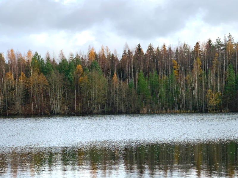 Pine and birch trees are seen across water. In the water you can see their reflection and above it a grey and cloudy sky.