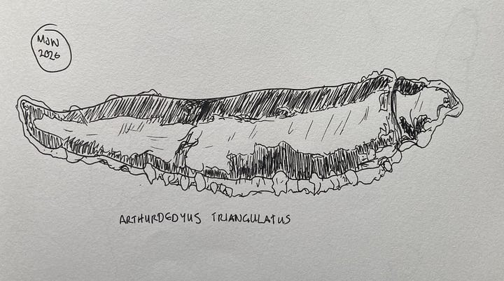 A felt pen drawing with some resemblance to a New Zealand flatworm and a slightly better line drawing