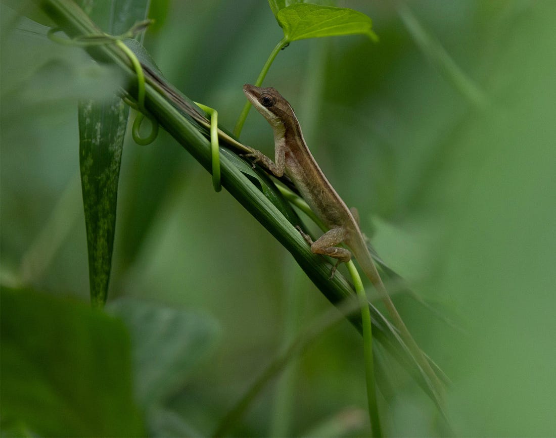 Solitary anole lizard perched along a green vine above the vegetation near Lago Angostura in Costa Rica, its slender body and pale stripe blending into the surrounding leaves.