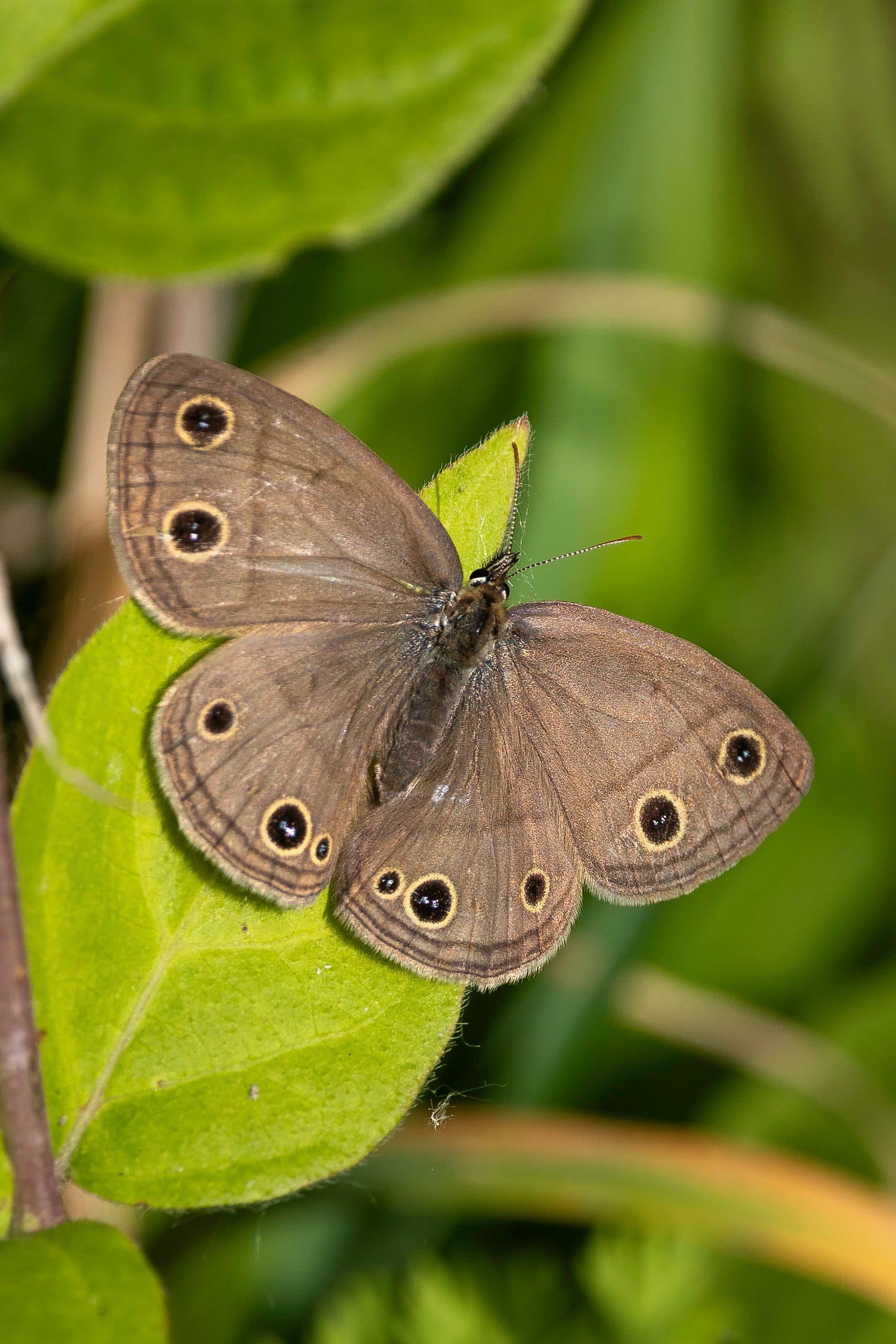 A light brown butterfly with two yellow-rimmed black eyespots on its forewing and three similar spots on its hindwing is perched on a green leaf with blurred green foliage on a spring day.