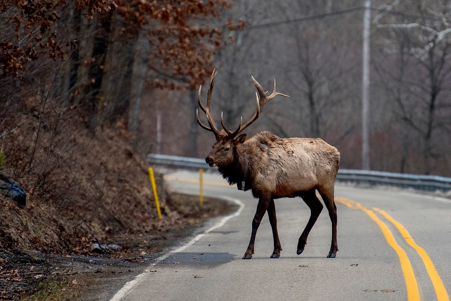An elk, uncooked