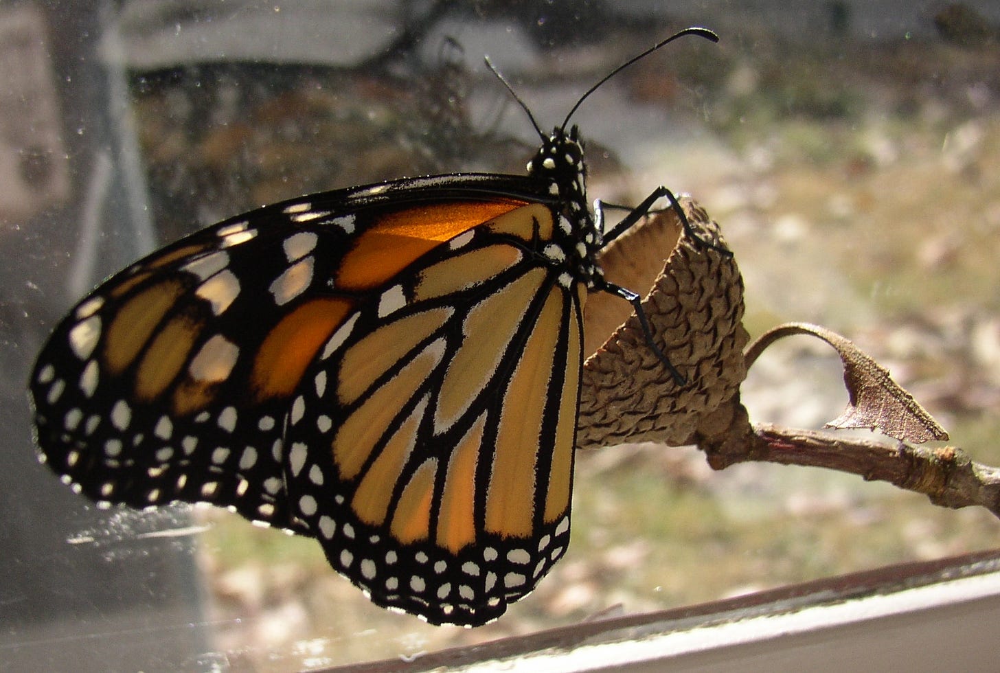 Monarch butterfly perched on an acorn cap