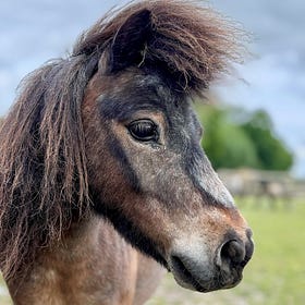 Rescued Shetland pony to become NEF cover star