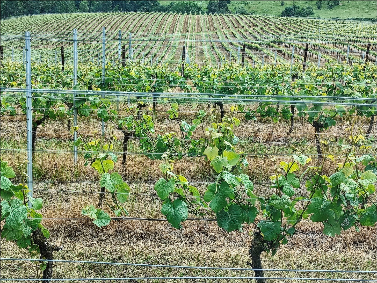 It’s time to raise those miles and miles of trellis catch wires.