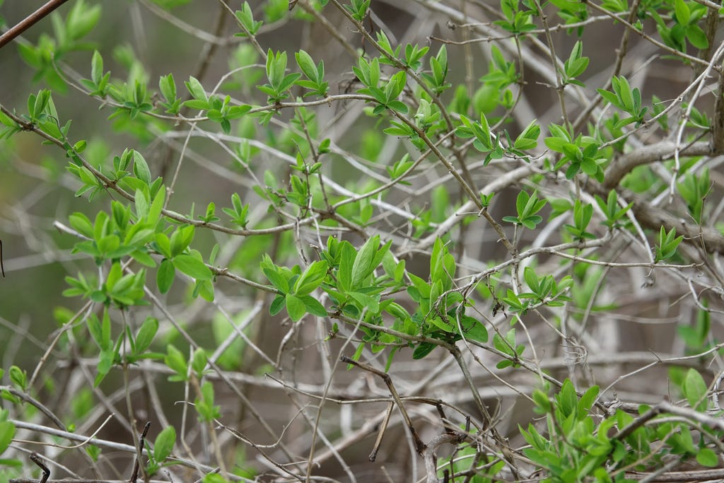 Honeysuckle - Lonicera sp.