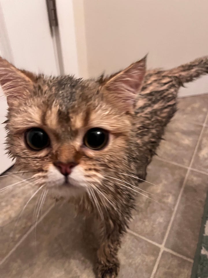 A gallery of two photos of the cats. One photos shows a cat in a grooming position but looking grumpy at the camera. The other shows a fully wet cat who was probably just in the bathtub, with curious eyes.