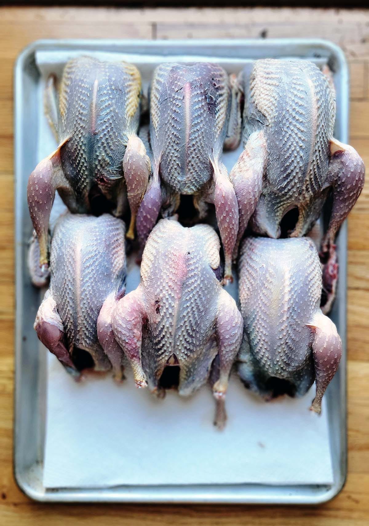 Plucked prairie chickens on a platter. 