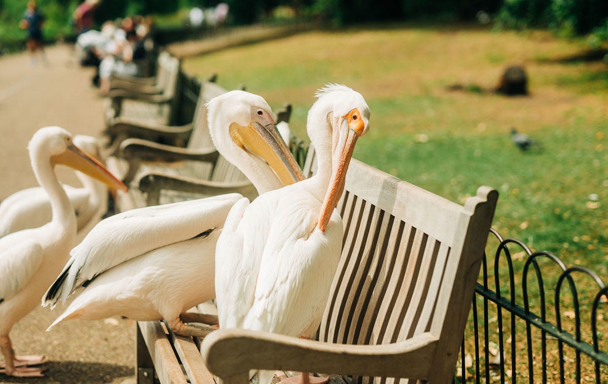 pelícanos en el parque de Saint James