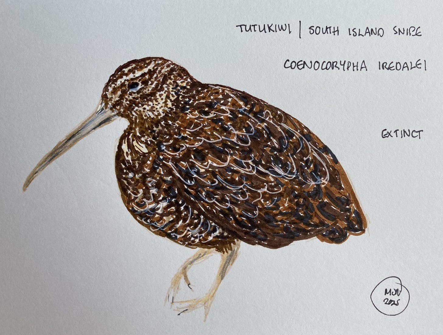A felt pen drawing of a dark mottled brown bird with a long beak and rounded body, tutukiwi | South Island snipe, Coenocorypha iredalei (extinct)