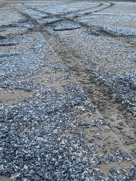 Winnie - Mayima for 50 - the scent of fish in the air - tiny luck - my sentiment on shared stalls - me and the Boba - greetings at the coast - fresh - tea that nails it