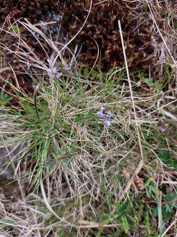 Close up pictures of tiny wildflowers and plants. One single lilac bloom in the grass, three pink blooms, some tiny ice blue blooms and some star shaped green plants