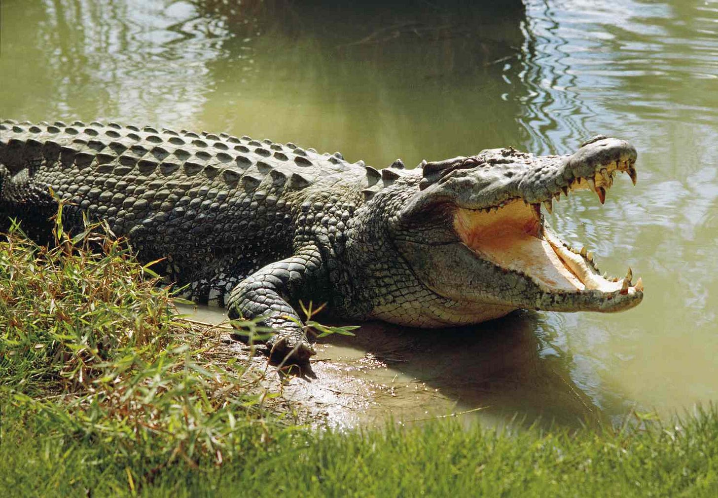 Why Do Crocodiles Have Their Mouths Open All the Time? Why Do Crocodiles Have Their Mouths Open All the Time?