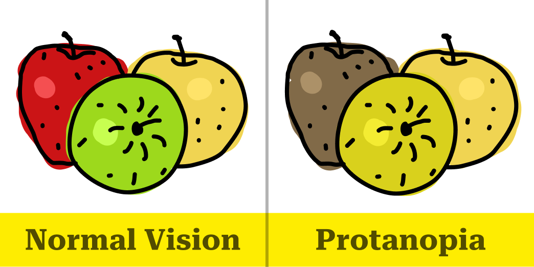 Image of red, green and yellow apples represented through normal vision and Protanopia color blindness vision. Image of red, green and yellow apples represented through normal vision and Protanopia color blindness vision.
