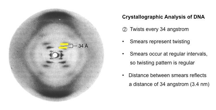 Structure of DNA | BioNinja Structure of DNA | BioNinja