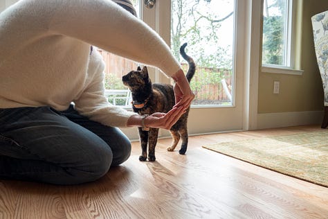 An orange and black cat with long legs jumping through arms like a hoop.