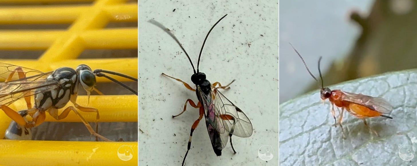 three species of parasitoid wasps in the family Ichneumonidae