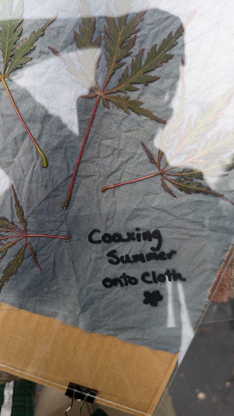 a collection of in progress and finished cyanotypes