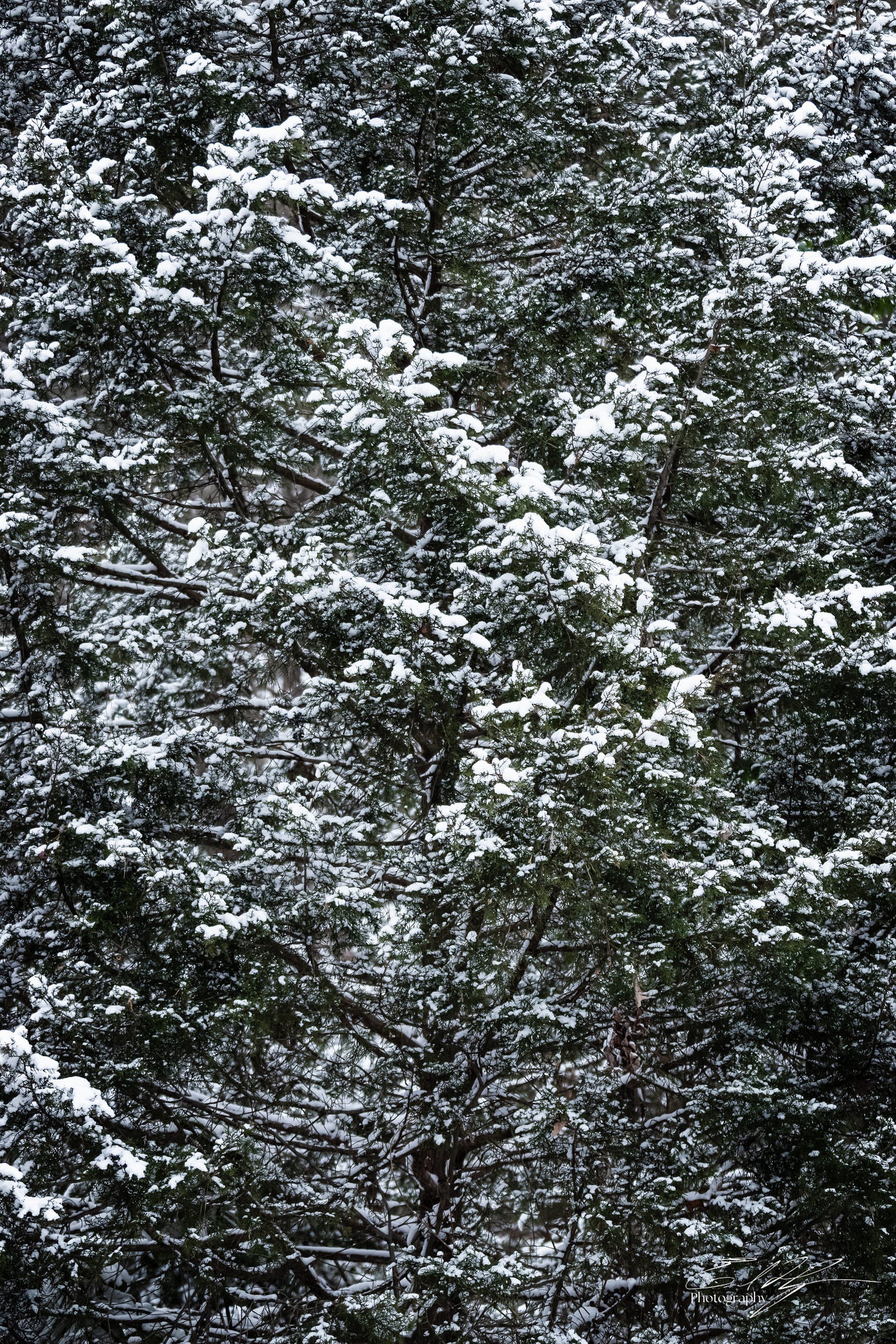 Snow covered evergreen branches in Athens, Ga
