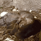 Dead Duck. Tabs, Monday, June 22, 2026