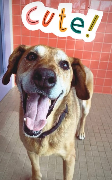 A variety of happy rescue dogs of different breeds